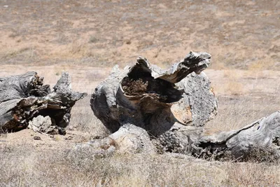 DSC_2287 (Large).JPG